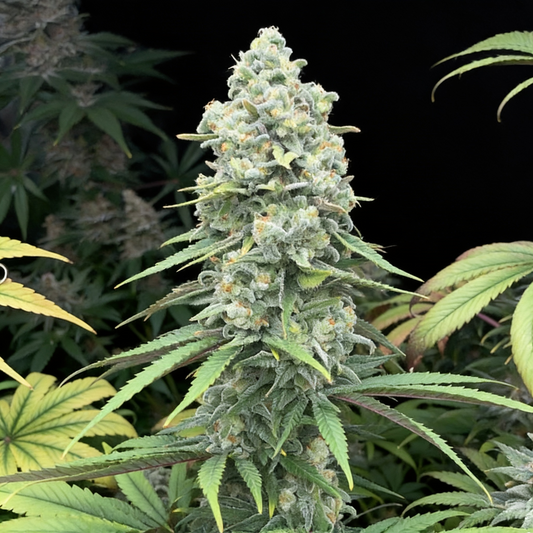 Purple Queen image 2