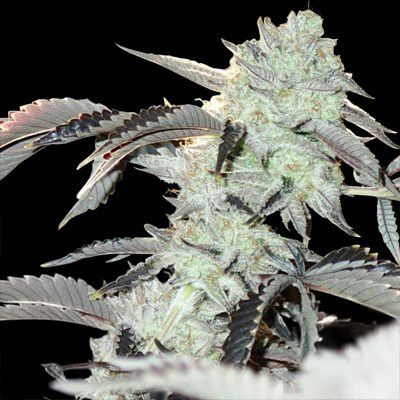 Frozen Gelato image 2