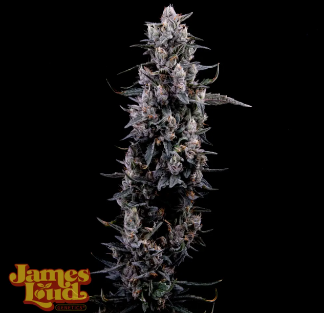 Sour Grape Diesel