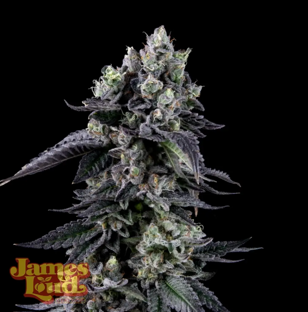 Zour Diesel