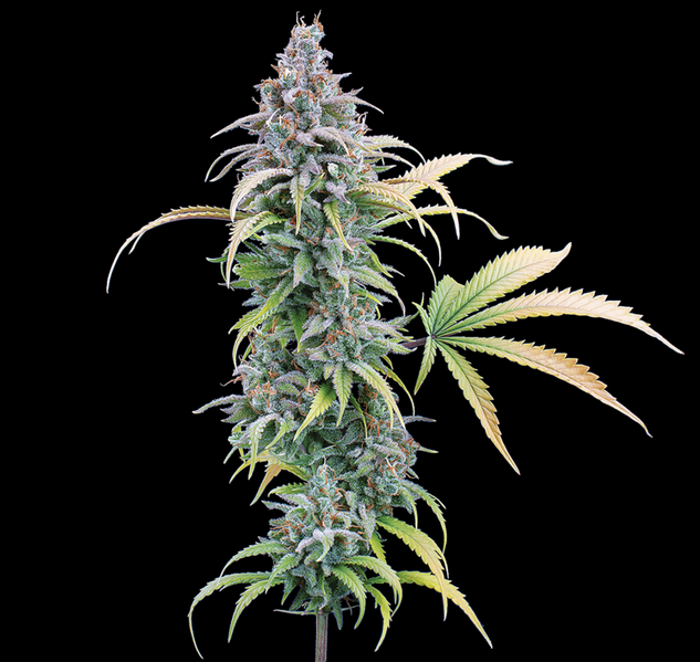 Thai Herer 99