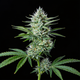 White Widow Auto