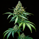 Bubblegum Auto