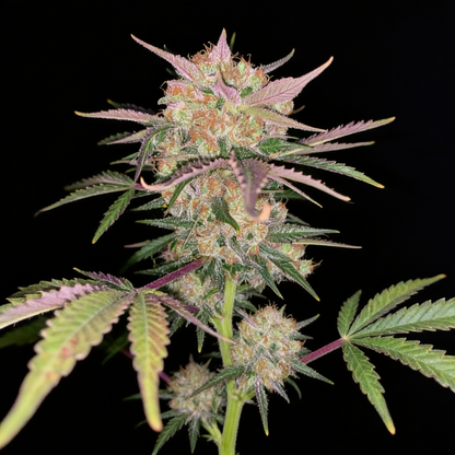 Bubblegum Auto
