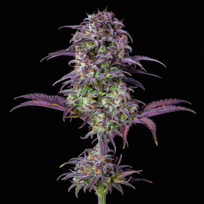 Blueberry Auto