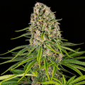 Blue Cheese