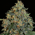Blueberry OG