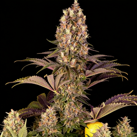 Blueberry OG image 2
