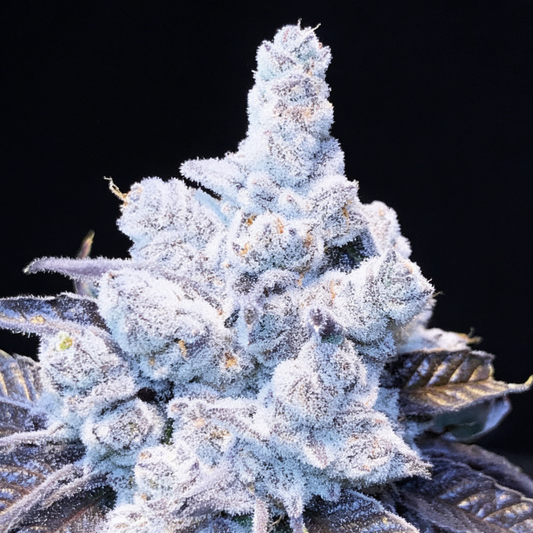 Slurricane image 2