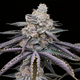 Slurricane