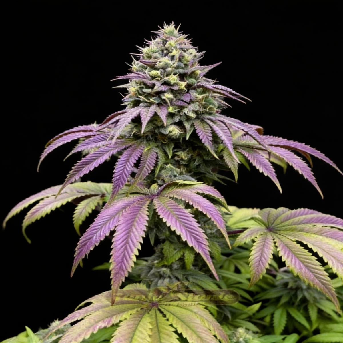 Papaya Sherbet