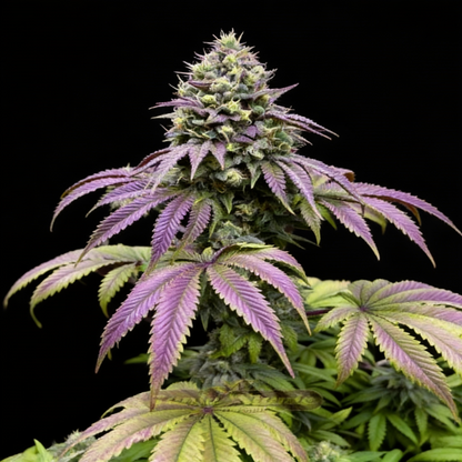 Papaya Sherbet