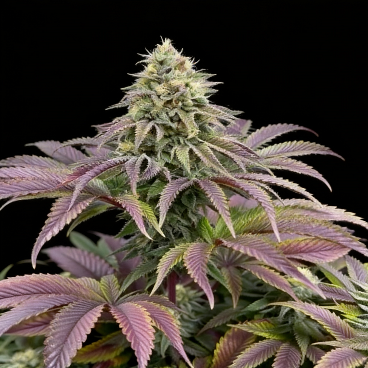 Rainbow Melon