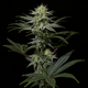 GG4 Sherbet (Fast Flowering)