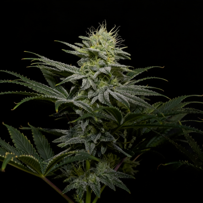 GG4 Sherbet (Fast Flowering)