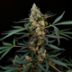 Northern Lights Auto