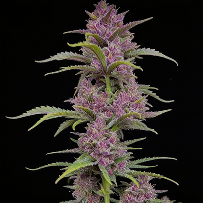 Banana Purple Punch Auto