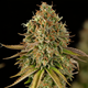 Purple Punch