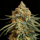 Granddaddy Purple
