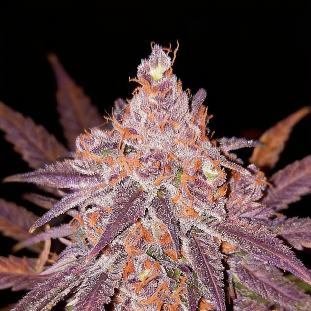 Skywalker Haze