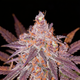 Skywalker Haze
