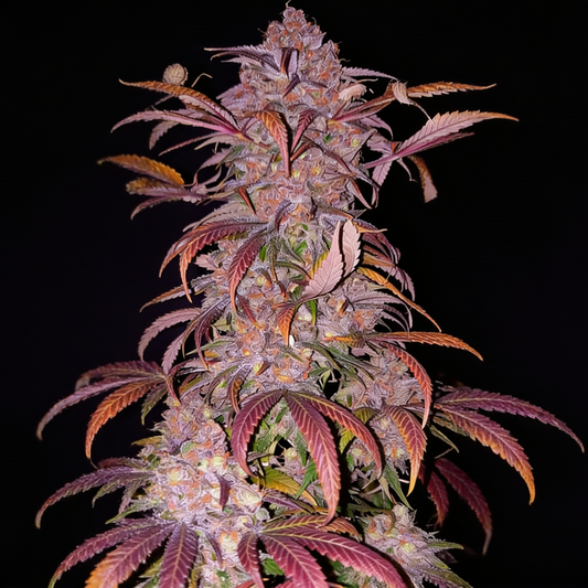 Skywalker Haze image 2