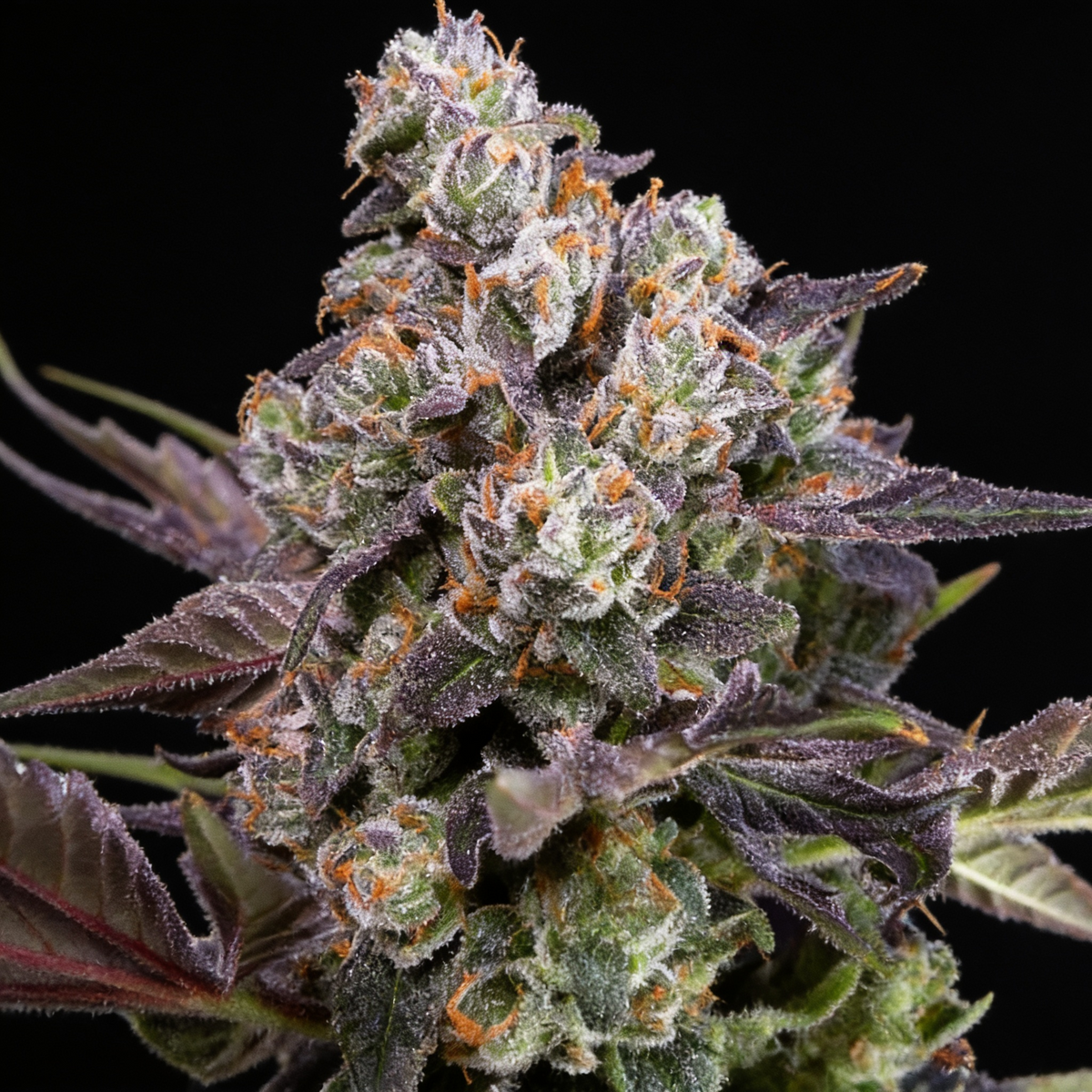 Candy Bubatz XL