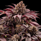 Purple Lemonade (Fast Flowering)