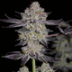 Tropicana Cookies (Fast Flowering)