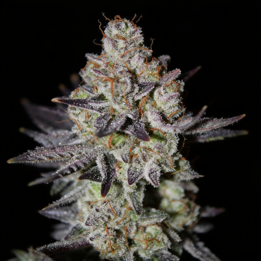 Tropicana Cookies (Fast Flowering) image 2