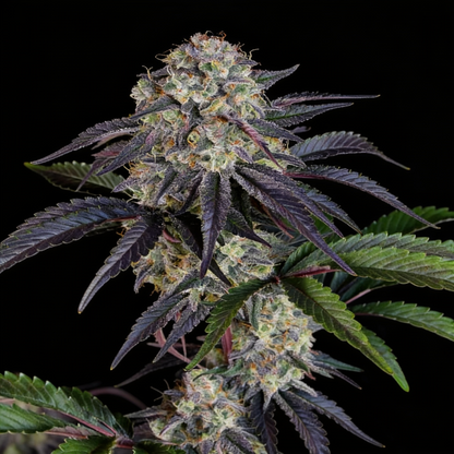 Sundae Frost Auto