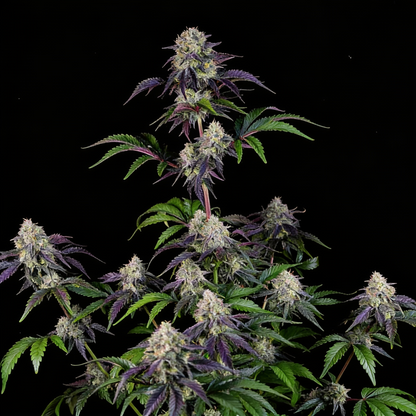 Sundae Frost Auto