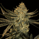 Zookies
