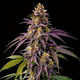 Fruity Pebbles
