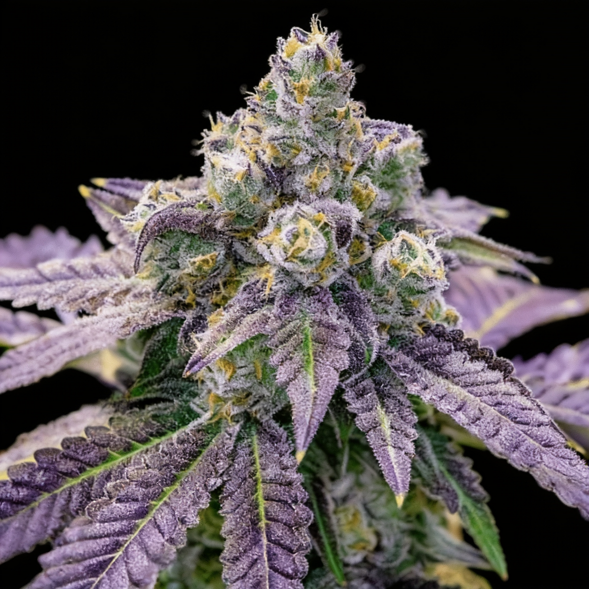 Fruity Pebbles