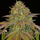 Wedding Cake (Fast Flowering)