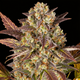 Amnesia Haze Auto