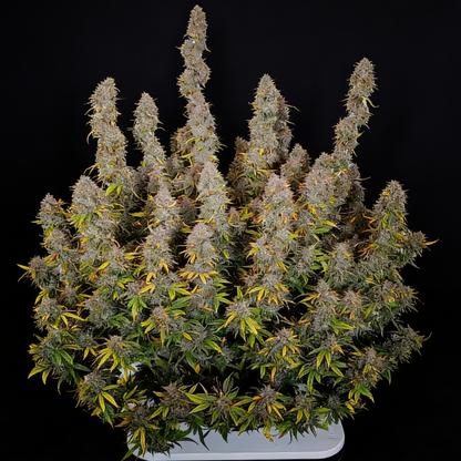 Amnesia Haze Auto